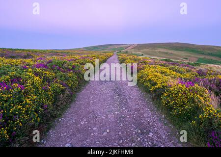 La chaussée menant à Hurley Beacon Beyond à travers la bruyère et la gorge sur Thorncombe Hill à la fin de l'été dans les collines de Quantock, Somerset, Angleterre. Banque D'Images