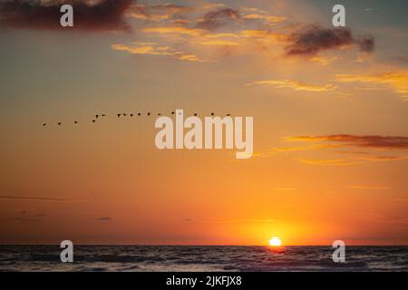 Un troupeau d'oiseaux au-dessus de l'océan sur une plage aux pays-Bas pendant le coucher du soleil Banque D'Images