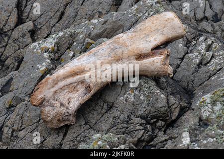 Bois flotté Banque D'Images