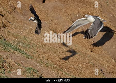 Macareux de l'Atlantique avec des sandeels pourchassés par un petit pays de Galle Black-Backed Gull Crab Bay Skokholm pays de Galles Royaume-Uni Banque D'Images