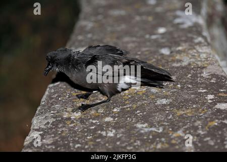 Tempête européenne Petrel sur un mur après avoir été encerclé sur Skokholm pays de Galles Royaume-Uni Banque D'Images