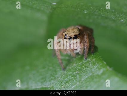 Gros plan sur une macro-photographie d'une araignée sauteuse. Banque D'Images