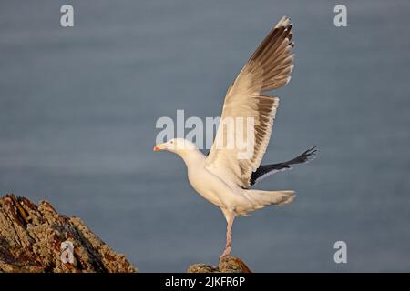 Superbe Gull à dos de noir sur Skokholm Wales UK Banque D'Images