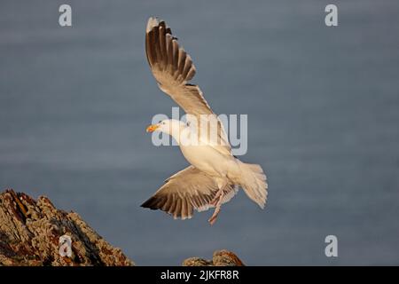 Superbe Gull à dos de noir sur Skokholm Wales UK Banque D'Images