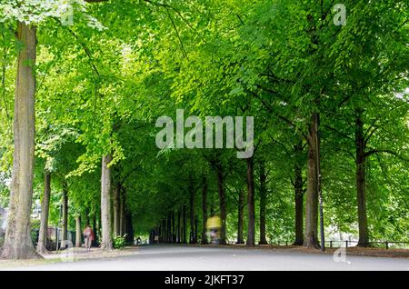 Münster, Allemagne, 29 juillet 2022 : auvent très vert et ombragé de quatre rangées d'arbres sur la promenade de 4,5 kilomètres autour du centre-ville Banque D'Images