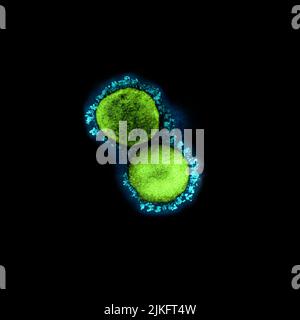 Micrographe électronique de transmission des particules du virus du SRAS-COV-2 (variante britannique B.1.1.7), isolées d'un échantillon de patient et cultivées en culture cellulaire. Image demandée au NIAID Integrated Research Facility (IRF) de fort Detrick, Maryland. Crédit : NIAID. Banque D'Images
