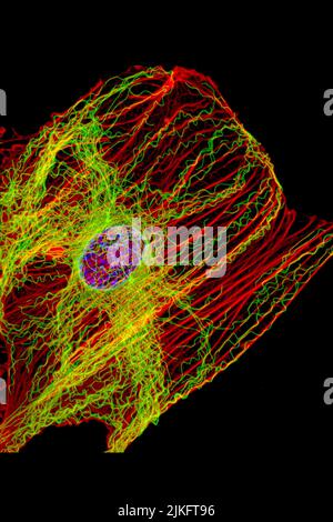 Cette image montre un fibroblaste normal, un type de cellule commun dans le tissu conjonctif et fréquemment examiné dans les laboratoires de recherche. Contrairement à la version piquée, cette cellule a un squelette sain composé d'actine (rouge) et de microtubules (vert). Les fibres d'actine contiennent comme des muscles pour créer de la tension et les microtubules contiennent comme des os pour résister à la compression. Banque D'Images