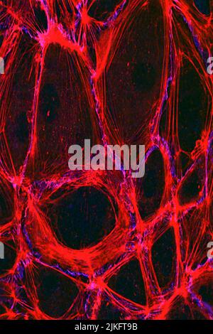 La structure de l'endothélium, la fine couche de cellules qui tapissent nos artères et nos veines, est visible ici. L'endothélium est comme un gardien, contrôlant le mouvement des matériaux à l'intérieur et à l'extérieur du flux sanguin. Les cellules endothéliales sont liées par des protéines spécialisées qui fonctionnent comme des cordes fortes (rouge) et d'autres qui contiennent du ciment (bleu). Banque D'Images