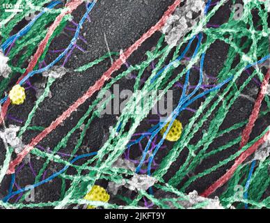 Les cellules utilisent des structures semblables à des bulles appelées vésicules (jaune) pour importer, transporter et exporter du fret et dans la communication cellulaire. Une seule cellule peut être remplie de milliers de vésicules mobiles. Banque D'Images