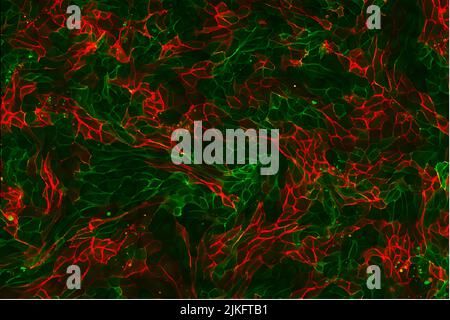 Les cellules adhèrent les unes aux autres pour former des membranes qui régulent le flux des nutriments à l'intérieur et à l'extérieur du corps. Ces cellules rénales expriment des protéines qui fonctionnent dans l'adhésion cellulaire marquée par une protéine fluorescente verte ou rouge. Ces protéines sont essentielles pour maintenir la forme des organes à l'intérieur de notre corps. Banque D'Images