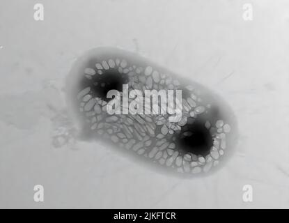 Cette image est une image de micrographe électronique de transmission (TEM) d'une seule bactérie commensale, E. coli Nissle 1917, qui a été génétiquement modifiée pour exprimer des nanostructures protéiques remplies de gaz appelées vésicules de gaz. La cellule mesure environ 2 micromètres de long et les structures plus claires à l'intérieur sont des vésicules de gaz individuelles. Banque D'Images