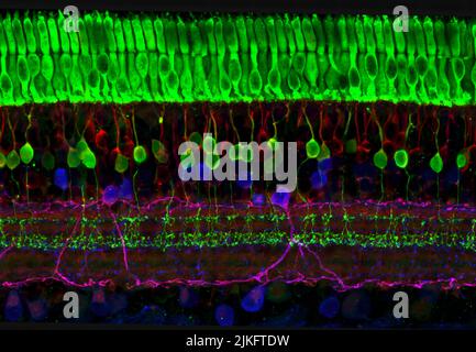 Cette image capture les nombreuses couches de cellules nerveuses de la rétine. La couche supérieure (verte) est constituée de cellules appelées photorécepteurs qui convertissent la lumière en signaux électriques à envoyer au cerveau. Les deux types de cellules photoréceptrices les plus connus sont en forme de tige et en forme de cône. Les tiges nous aident à voir dans des conditions de faible éclairage, mais peuvent et Banque D'Images