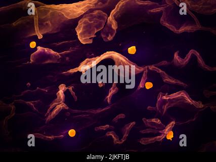 Dans cette image : un micrographe électronique à balayage montre le virus Nipah (jaune) bourgeonnant de la surface d'une cellule. Banque D'Images