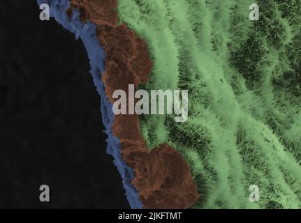 Une image micrographique électronique à balayage montre une monocouche EPR polarisée sur un échafaudage biodégradable. L'image est accélérée pour mettre en évidence l'échafaudage en bleu, trois cellules RPE (marron) et le processus apical des cellules monocouches RPE est vert clair. Banque D'Images