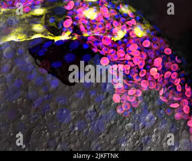 Le poisson-zèbre est un excellent modèle pour étudier le développement des cellules sanguines et des vaisseaux sanguins. Cette image montre des cellules sanguines (magenta) dans des vaisseaux sanguins (jaune) sur le jaune d'un embryon de poisson-zèbre transgénique anesthésié de 2 jours qui est environ la taille d'un grain de riz. L'image a été récompensée par un microscope puissant qui utilise des lasers pour éclairer le poisson. Banque D'Images