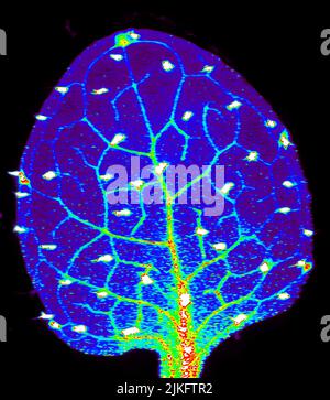 Le zinc est nécessaire au fonctionnement de plus de 300 enzymes, y compris celles qui contribuent à réguler l'expression des gènes, dans divers organismes, y compris les humains. Les chercheurs étudient comment les plantes acquièrent, séquesssent et distribuent du zinc pour trouver des moyens d'augmenter la teneur en zinc des cultures afin d'améliorer la santé humaine. En utilisant la technologie de fluorescence X du synchrotron, ils ont créé cette carte thermique des niveaux de zinc dans une feuille de plante Arabidopsis thaliana. Banque D'Images