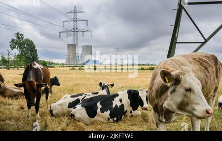 Hohenhameln, Allemagne. 01st août 2022. La vapeur s'élève de la tour de refroidissement de la centrale de Mehrum, dans le district de Peine, tandis que les vaches se broutent dans un pré. Depuis 14 juillet, une ordonnance a permis aux centrales à charbon dur de la soi-disant réserve de réseau de reprendre leurs activités afin d’économiser le gaz naturel. La centrale de Mehrum est désormais le seul « retour au marché » qui a été notifié à l'Agence fédérale des réseaux, a déclaré l'autorité en réponse à une enquête de dpa. Credit: Julian Stratenschulte/dpa/Alay Live News Banque D'Images