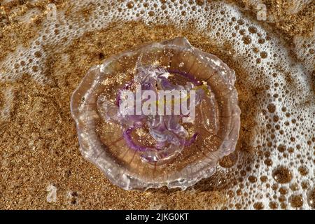 LE MÉDUSE DE LUNE AURELIA AURITA S'EST COINCÉ SUR UNE PLAGE DE SABLE EN ECOSSE DE L'OUEST Banque D'Images