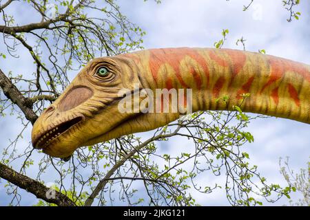10.05.2021, Allemagne, Basse-Saxe, Hanovre - modèle d'un dinosaure (Seismosaurus) du Landesmuseum Hannover. Seismosaurus était un dinosaure du gro Banque D'Images