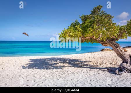 Pelican volant au-dessus de la plage idyllique d'Aruba avec Divi Divi Tree, Antilles néerlandaises Banque D'Images