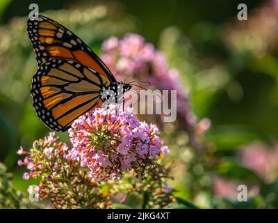 Le papillon monarque, Danaus plexippus, est un papillon de milkweed dans la famille des Nymphalidae. Banque D'Images