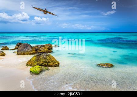 Pelican volant au-dessus de la plage idyllique des caraïbes à Aruba, Antilles néerlandaises Banque D'Images