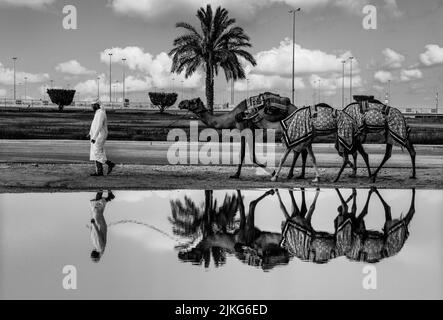 Chameaux arabes purs à Shahaniya Camel trak - QATAR 29-06-2022 Banque D'Images