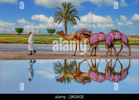 Chameaux arabes purs à Shahaniya Camel trak - QATAR 29-06-2022 Banque D'Images