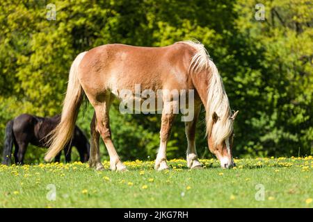 Un cheval Haflinger en pâturage sur un pré vert frais Banque D'Images