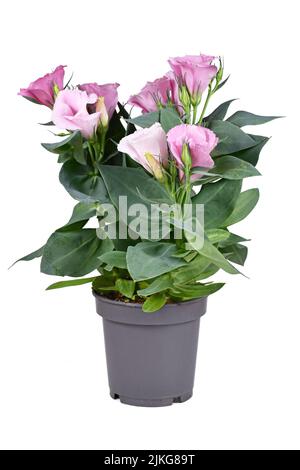 Plante en pot de Gentian des Prairies avec fleurs roses sur fond blanc Banque D'Images