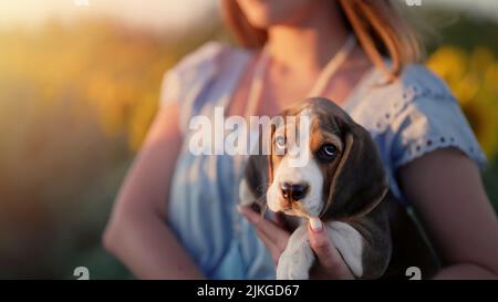 Petit beagle chiot avec son propriétaire dans beau champ de tournesols. Femme avec chien sur fond de nature. Adorable animal de compagnie, nouveau membre de la famille. Banque D'Images