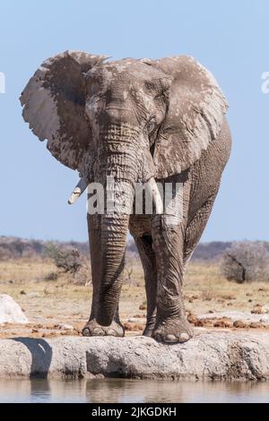 Éléphant (Loxodonta africana) au trou d'arrosage. Nxai Pan, Makgadikgadi pans, Botswana, Afrique Banque D'Images