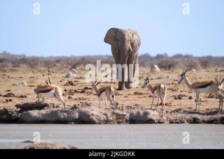 Éléphant (Loxodonta africana) au trou d'arrosage. Nxai Pan, Makgadikgadi pans, Botswana, Afrique Banque D'Images