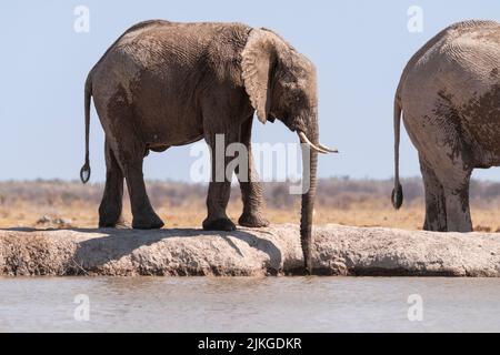 Éléphant (Loxodonta africana) au trou d'arrosage. Nxai Pan, Makgadikgadi pans, Botswana, Afrique Banque D'Images