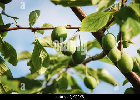 Prunes vertes poussant sur le brunch des pruniers dans le jardin Banque D'Images