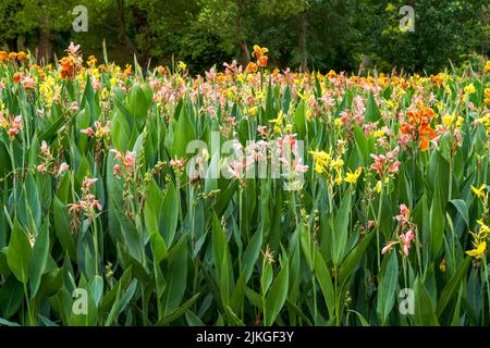 Belle vue sur les fleurs de canules qui poussent au bord du lac dans le parc Banque D'Images