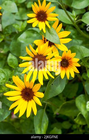 fleurs de soleil dans le jardin Banque D'Images