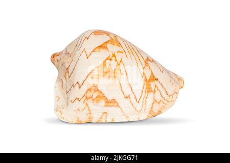 Image d'andaman seashell (cymbiola nobilis) sur fond blanc. Animaux sous-marins. Coquillages. Banque D'Images