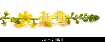 Fleurs communes de l'agrimony isolées sur fond blanc Banque D'Images