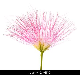 Arbre de soie rose flower isolated on white Banque D'Images