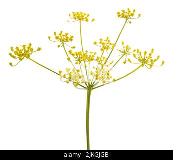 Fleurs Parsnip sauvages isolées sur fond blanc Banque D'Images