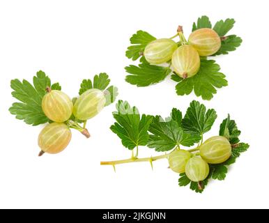 Groseille (Ribes uva-crispa) isolée sur fond blanc Banque D'Images