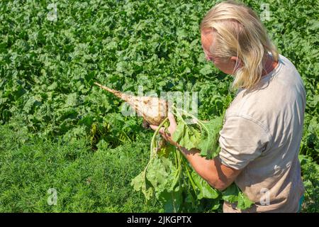 Un homme tient une betterave à sucre dans un champ agricole. Betteraves de récolte. Banque D'Images