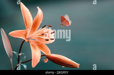 Fleurs de nénuphars rose corail et papillon volant sur fond de printemps Banque D'Images