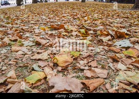 Londres, Royaume-Uni. 2nd août 2022. Des feuilles mortes couvrent le parc St Jame's Park dans le centre de Londres, ressemblant à l'automne. Les vagues de chaleur et les conditions de sécheresse causées par les changements climatiques causés par l'homme entraînent le déferage des feuilles par les arbres en masse. Credit: Vuk Valcic/Alamy Live News Banque D'Images