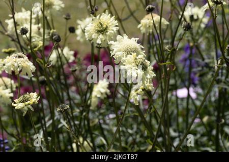 Crème Scabious Scabiosa Caucasica Banque D'Images