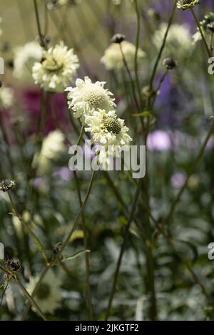 Crème Scabious Scabiosa Caucasica Banque D'Images