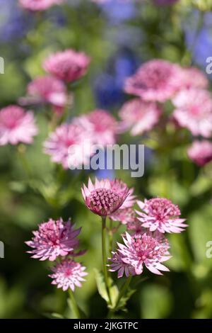 Astrantia rose Banque D'Images