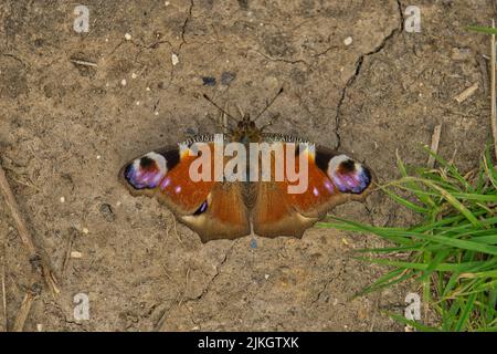 A closeup shot of a peacock butterfly with spots and patterns on a cracked ground Stock Photo