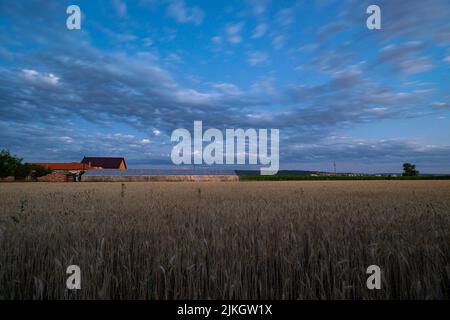 Une photo rêveuse de nuages moelleux au-dessus d'un champ de blé après le coucher du soleil, au cours de ce qu'on appelle l'heure bleue Banque D'Images